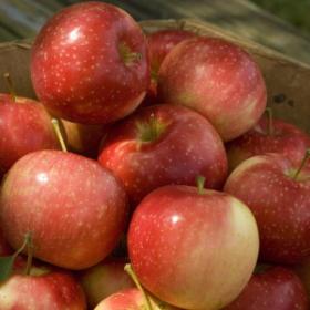 Honeycrisp or Cortland Apples - Pahl's Market - Apple Valley, MN